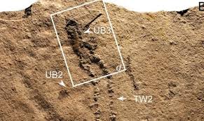 Scientists Find 540-million-year-old Animal Footprints