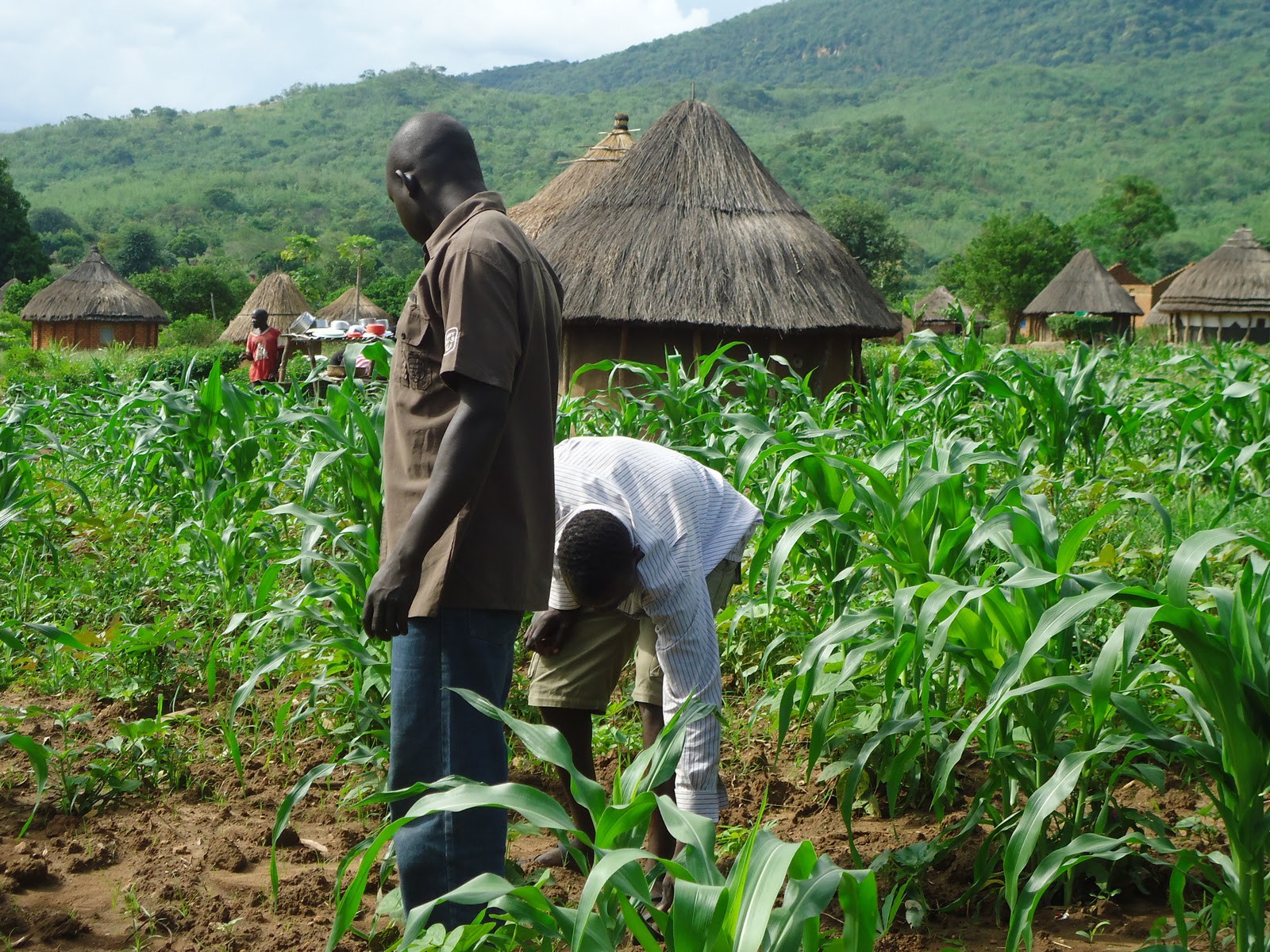 crop farming business plan in nigeria